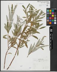 Foto von Salix alba L.